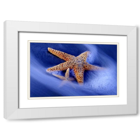 SC, Hilton Head Island Two starfish on beach White Modern Wood Framed Art Print with Double Matting by Needle, Charles
