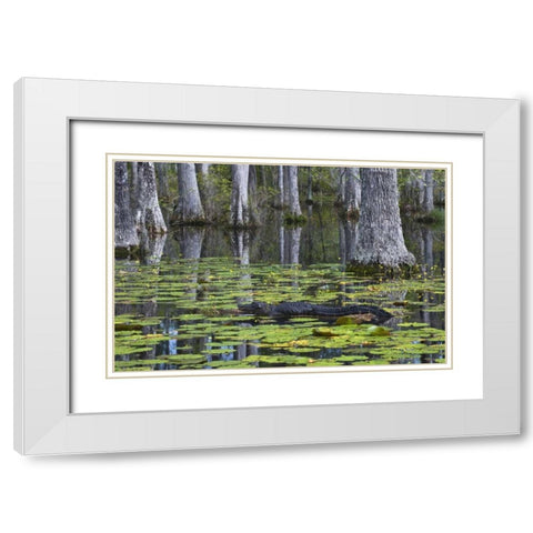 SC Alligator rests on log in swamp White Modern Wood Framed Art Print with Double Matting by Rotenberg, Nancy