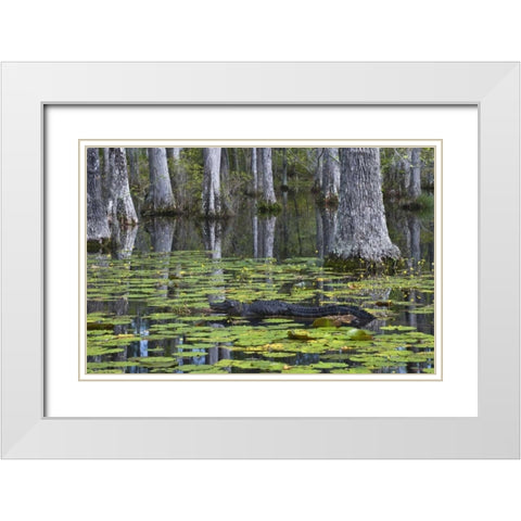 SC Alligator rests on log in swamp White Modern Wood Framed Art Print with Double Matting by Rotenberg, Nancy