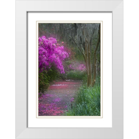 South Carolina Blooming azaleas White Modern Wood Framed Art Print with Double Matting by Rotenberg, Nancy