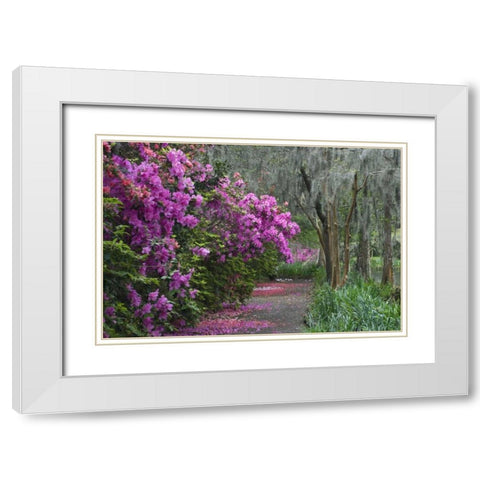 South Carolina Blooming azaleas White Modern Wood Framed Art Print with Double Matting by Rotenberg, Nancy