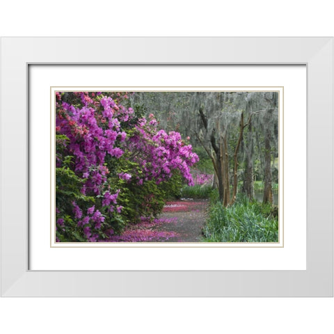 South Carolina Blooming azaleas White Modern Wood Framed Art Print with Double Matting by Rotenberg, Nancy