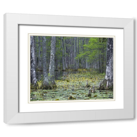 USA, South Carolina, Cypress Gardens White Modern Wood Framed Art Print with Double Matting by Rotenberg, Nancy