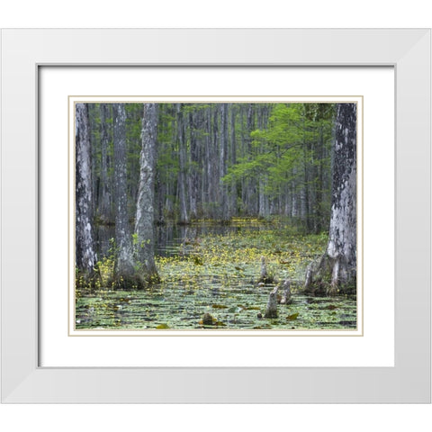 USA, South Carolina, Cypress Gardens White Modern Wood Framed Art Print with Double Matting by Rotenberg, Nancy
