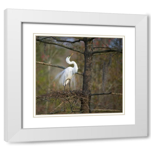 SC, Great egret in breeding plumage at nest White Modern Wood Framed Art Print with Double Matting by Rotenberg, Nancy