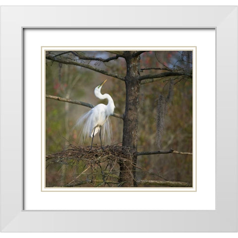 SC, Great egret in breeding plumage at nest White Modern Wood Framed Art Print with Double Matting by Rotenberg, Nancy