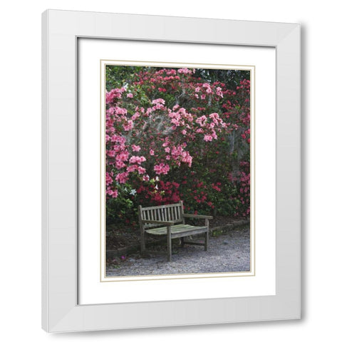 SC, Charleston A weathered bench under azaleas White Modern Wood Framed Art Print with Double Matting by Flaherty, Dennis