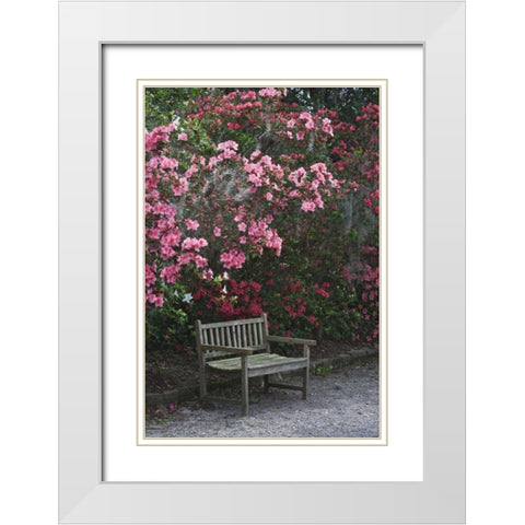 SC, Charleston A weathered bench under azaleas White Modern Wood Framed Art Print with Double Matting by Flaherty, Dennis