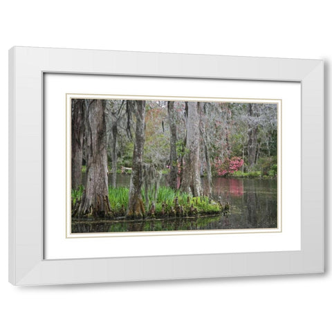 South Carolina, Charleston Moss on cypress trees White Modern Wood Framed Art Print with Double Matting by Flaherty, Dennis