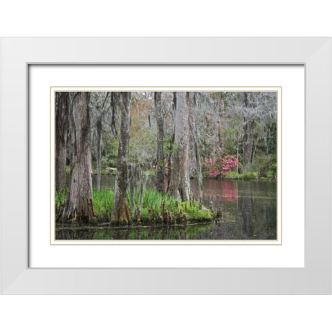 South Carolina, Charleston Moss on cypress trees White Modern Wood Framed Art Print with Double Matting by Flaherty, Dennis