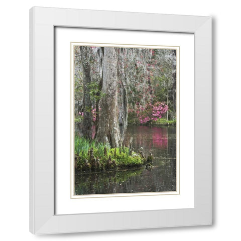 South Carolina, Charleston Moss on cypress trees White Modern Wood Framed Art Print with Double Matting by Flaherty, Dennis