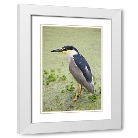 SC, Charleston Black-crowned night heron White Modern Wood Framed Art Print with Double Matting by Flaherty, Dennis