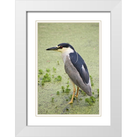 SC, Charleston Black-crowned night heron White Modern Wood Framed Art Print with Double Matting by Flaherty, Dennis