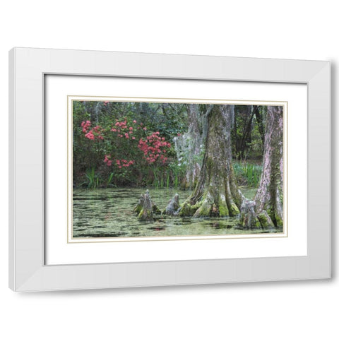 South Carolina, Charleston Trees and pond White Modern Wood Framed Art Print with Double Matting by Flaherty, Dennis