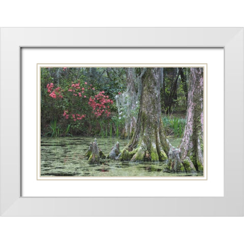 South Carolina, Charleston Trees and pond White Modern Wood Framed Art Print with Double Matting by Flaherty, Dennis