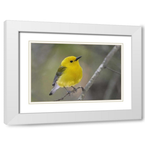 SC, Harleyville Prothonotary warbler on branch White Modern Wood Framed Art Print with Double Matting by Morris, Arthur