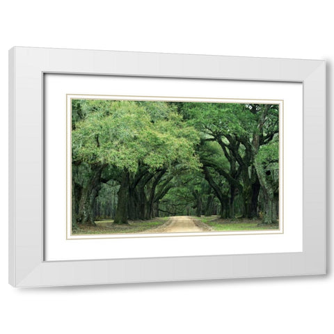 South Carolina, Charleston Spanish moss on trees White Modern Wood Framed Art Print with Double Matting by Flaherty, Dennis