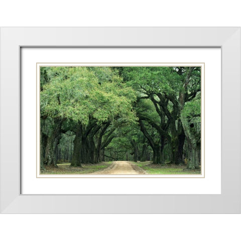 South Carolina, Charleston Spanish moss on trees White Modern Wood Framed Art Print with Double Matting by Flaherty, Dennis