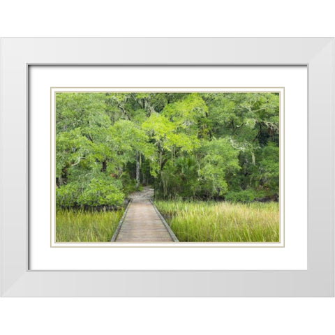 SC, Edisto Beach SP Boardwalk over swamp White Modern Wood Framed Art Print with Double Matting by Paulson, Don
