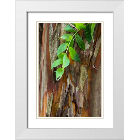 South Carolina, Charleston Crape myrtle bark White Modern Wood Framed Art Print with Double Matting by Paulson, Don
