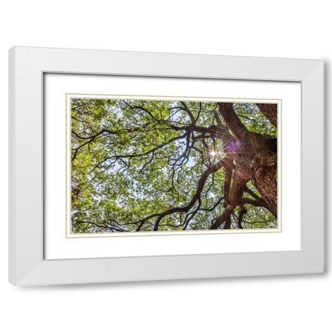 Usa-South Carolina-Charleston White Modern Wood Framed Art Print with Double Matting by Looney, Hollice