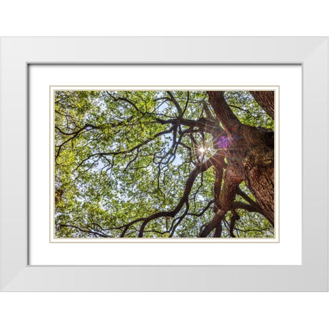 Usa-South Carolina-Charleston White Modern Wood Framed Art Print with Double Matting by Looney, Hollice