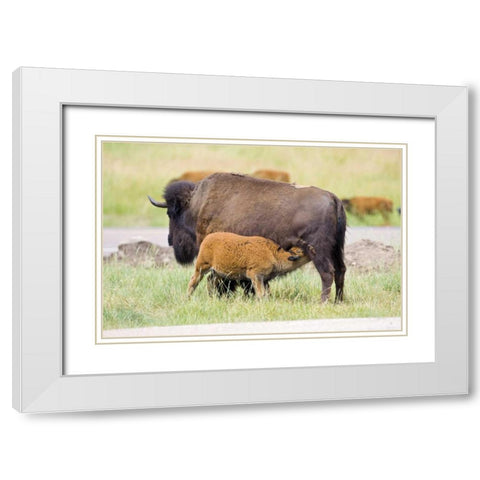 South Dakota, Custer SP Buffalo calf nursing White Modern Wood Framed Art Print with Double Matting by Lord, Fred