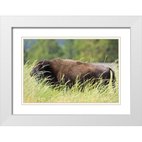 SD, Custer SP Adult buffalo in grassy field White Modern Wood Framed Art Print with Double Matting by Lord, Fred