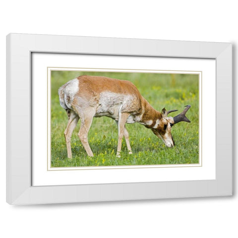 SD, Custer SP Adult male pronghorn grazing White Modern Wood Framed Art Print with Double Matting by Lord, Fred