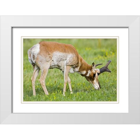 SD, Custer SP Adult male pronghorn grazing White Modern Wood Framed Art Print with Double Matting by Lord, Fred