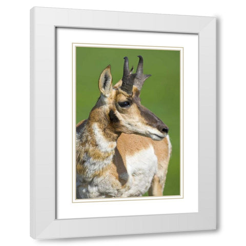 South Dakota, Custer SP Adult male pronghorn White Modern Wood Framed Art Print with Double Matting by Lord, Fred