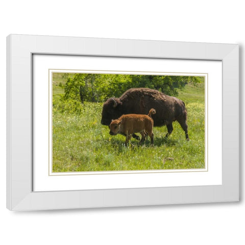 South Dakota, Custer SP Bison mother and calf White Modern Wood Framed Art Print with Double Matting by Illg, Cathy and Gordon