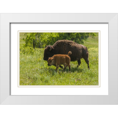 South Dakota, Custer SP Bison mother and calf White Modern Wood Framed Art Print with Double Matting by Illg, Cathy and Gordon