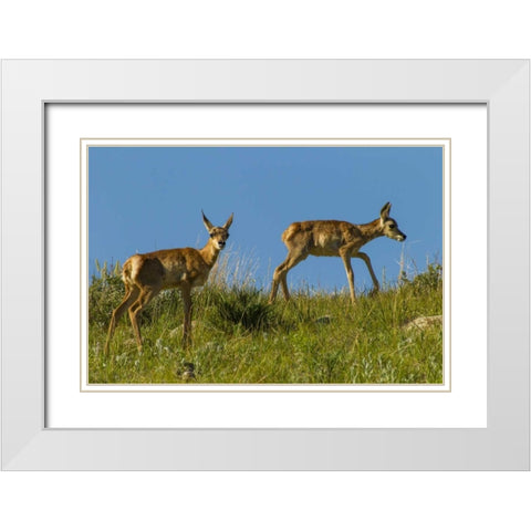 South Dakota Pronghorn fawns in Custer SP White Modern Wood Framed Art Print with Double Matting by Illg, Cathy and Gordon
