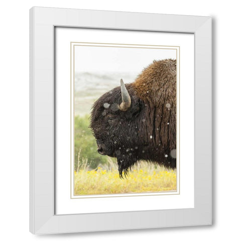South Dakota, Custer State Park Profile of bison White Modern Wood Framed Art Print with Double Matting by Illg, Cathy and Gordon