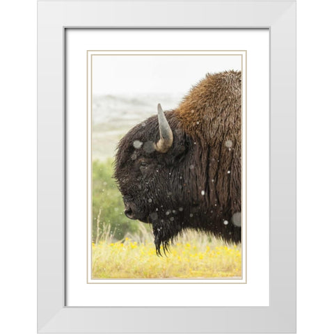 South Dakota, Custer State Park Profile of bison White Modern Wood Framed Art Print with Double Matting by Illg, Cathy and Gordon