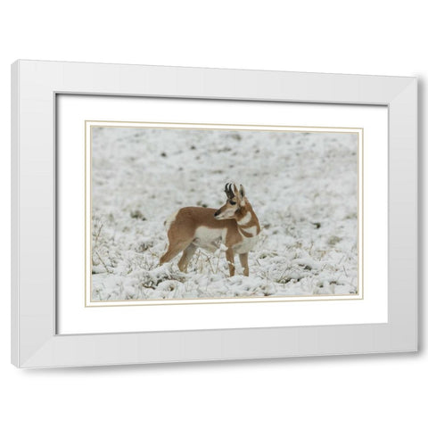SD, Custer SP pronghorn in snow-covered field White Modern Wood Framed Art Print with Double Matting by Illg, Cathy and Gordon