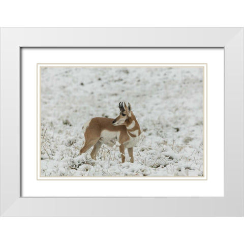 SD, Custer SP pronghorn in snow-covered field White Modern Wood Framed Art Print with Double Matting by Illg, Cathy and Gordon