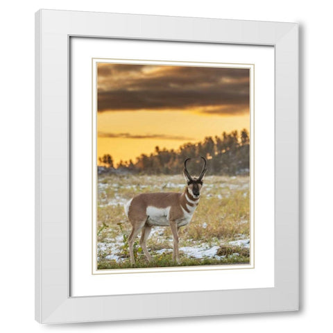 South Dakota, Custer SP Pronghorn at sunrise White Modern Wood Framed Art Print with Double Matting by Illg, Cathy and Gordon