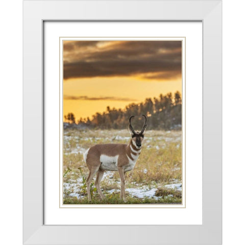 South Dakota, Custer SP Pronghorn at sunrise White Modern Wood Framed Art Print with Double Matting by Illg, Cathy and Gordon
