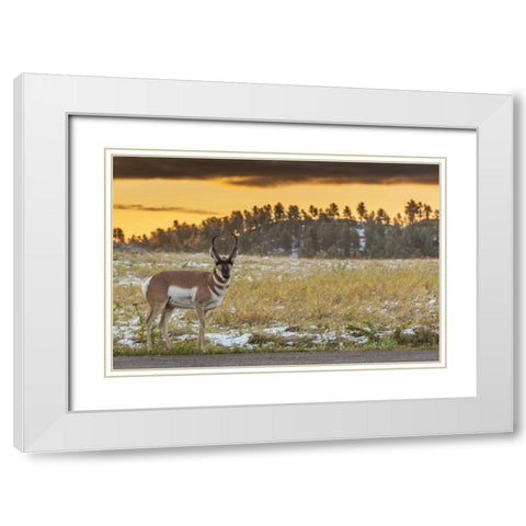 South Dakota, Custer SP Pronghorn at sunrise White Modern Wood Framed Art Print with Double Matting by Illg, Cathy and Gordon