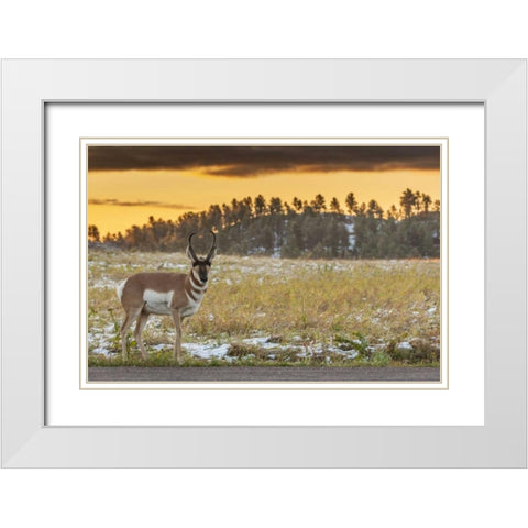South Dakota, Custer SP Pronghorn at sunrise White Modern Wood Framed Art Print with Double Matting by Illg, Cathy and Gordon