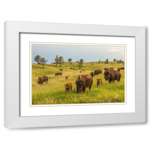 South Dakota-Custer State Park Bison parents and calves in meadow  White Modern Wood Framed Art Print with Double Matting by Jaynes Gallery
