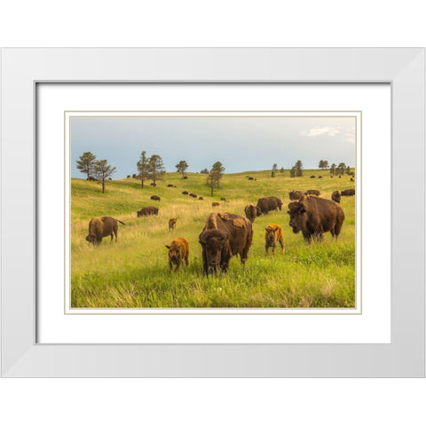 South Dakota-Custer State Park Bison parents and calves in meadow  White Modern Wood Framed Art Print with Double Matting by Jaynes Gallery