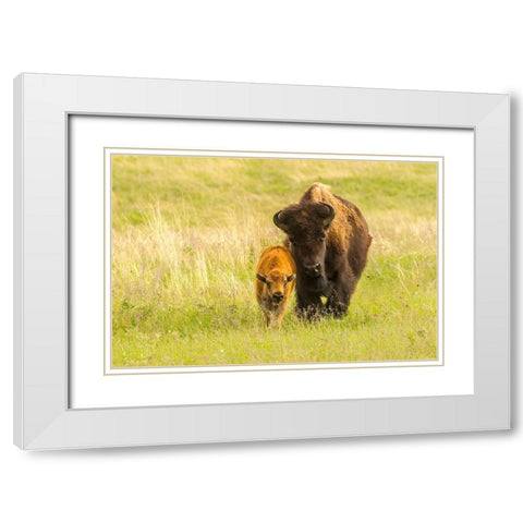 South Dakota-Custer State Park Bison parent and calf in meadow  White Modern Wood Framed Art Print with Double Matting by Jaynes Gallery