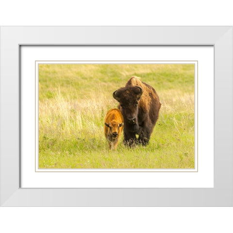 South Dakota-Custer State Park Bison parent and calf in meadow  White Modern Wood Framed Art Print with Double Matting by Jaynes Gallery