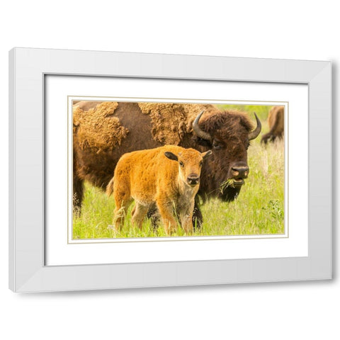 South Dakota-Custer State Park Bison parent and calf in meadow  White Modern Wood Framed Art Print with Double Matting by Jaynes Gallery