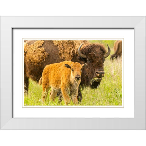 South Dakota-Custer State Park Bison parent and calf in meadow  White Modern Wood Framed Art Print with Double Matting by Jaynes Gallery