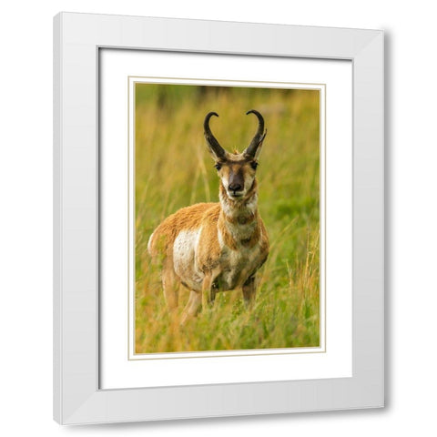 South Dakota-Custer State Park Pronghorn antelope buck  White Modern Wood Framed Art Print with Double Matting by Jaynes Gallery