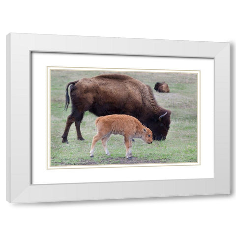South Dakota-Custer State Park-Bison mother and calf-Bison bison White Modern Wood Framed Art Print with Double Matting by Wild, Jamie and Judy